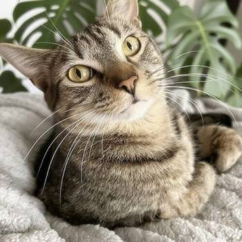 Cayman -  Domestic Short Hair Cat for Adoption in Tampa, Florida - Cayman | PetCurious