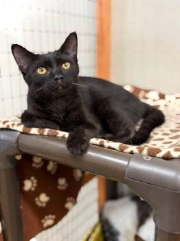 Shadowkit -  Bombay and Domestic Short Hair Cat for Adoption in Walnut Creek, California - Shadowkit | PetCurious