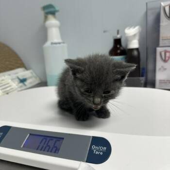 Isla -  Domestic Short Hair Cat for Adoption in Indianapolis, Indiana - Isla | PetCurious