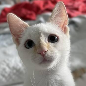 Camille -  Siamese and Domestic Short Hair Cat for Adoption in Culpeper, Virginia - Camille | PetCurious
