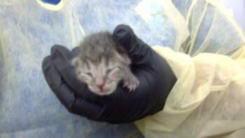 KITTEN 2 -  Domestic Medium Hair Cat for Adoption in Dallas, Texas - KITTEN 2 | PetCurious