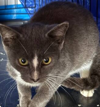 Rescue Domestic Short Hair Cats for Adoption in Wauchula, Florida - Porch Cat 2 | PetCurious