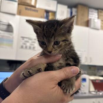 Moe -  Domestic Short Hair Cat for Adoption in Wheeling, Illinois - Moe | PetCurious