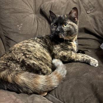 Journey -  Domestic Short Hair Cat for Adoption in Johnstown, Pennsylvania - Journey | PetCurious