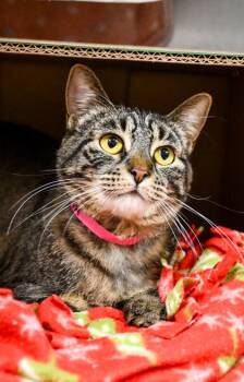 Domestic Short Hair Cats Available for Adoption in Yakima, Washington - Ava | PetCurious