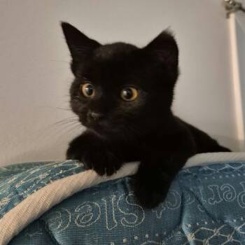 Roberta -  Domestic Short Hair Cat for Adoption in Victoria, British Columbia - Roberta | PetCurious