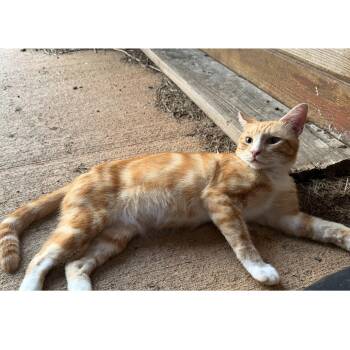 Orange Kitty (courtesy post) -  Tabby and Tiger Cat for Adoption in Clarksville, Virginia - Orange Kitty (courtesy Post) | PetCurious