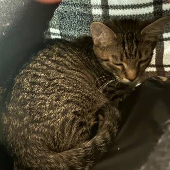 Fie -  Domestic Short Hair Cat for Adoption in Uniontown, Pennsylvania - Fie | PetCurious