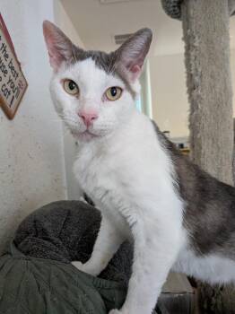 Handsome -  Domestic Short Hair Cat for Adoption in San Antonio, Texas - Handsome | PetCurious