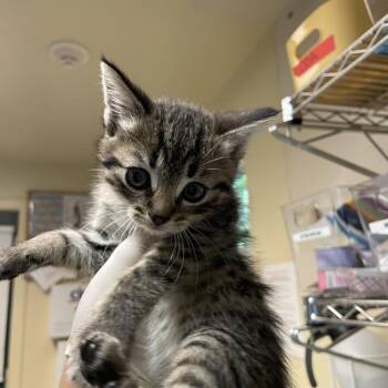 Saturn -  Domestic Short Hair Cat for Adoption in Pasadena, California - Saturn | PetCurious