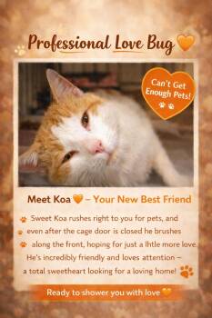 Tabby Cats Available for Adoption in Greenville, Delaware - Koa (FCID# 04/09/2026 - 21 Trainer) | PetCurious