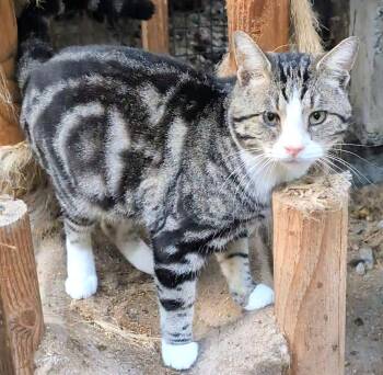 Rescue Tabby Cats for Adoption in Newport, Washington - Bailey Snuggle Bug! | PetCurious