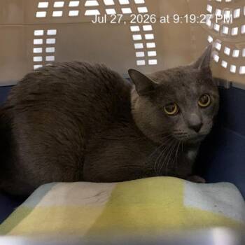 A368158 -  Domestic Short Hair Cat for Adoption in Indianapolis, Indiana - A368158 | PetCurious