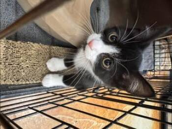 Blackbeard -  Domestic Short Hair Cat for Adoption in Louisville, Kentucky - Blackbeard | PetCurious