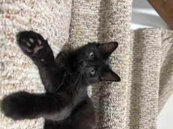 Tom Fooleryand HIJINKS -  Domestic Medium Hair Cat for Adoption in Melrose, Massachusetts - Tom Fooleryand HIJINKS | PetCurious