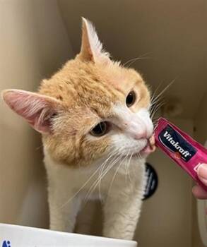 AIR FRESHENER -  Domestic Short Hair Cat for Adoption in Louisville, Kentucky - AIR FRESHENER | PetCurious