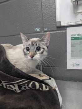 Domestic Short Hair Cats Available for Adoption in Fort Worth, Texas - Cher | PetCurious