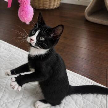 Ballpoint -  Domestic Short Hair Cat for Adoption in Harrisonburg, Virginia - Ballpoint | PetCurious