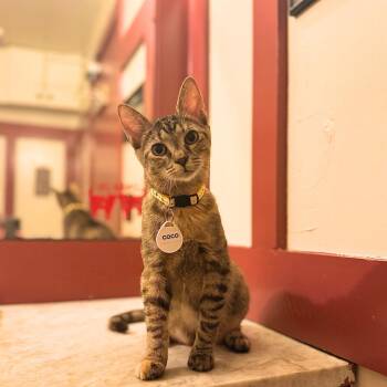 Domestic Short Hair Cats Available for Adoption - Coco | PetCurious