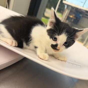 Korg -  Domestic Short Hair Cat for Adoption in Columbiana, Alabama - Korg | PetCurious