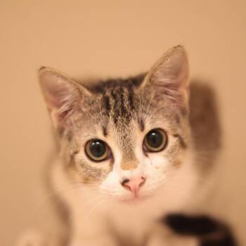 Scoochie -  Domestic Short Hair Cat for Adoption in Philadelphia, Pennsylvania - Scoochie | PetCurious