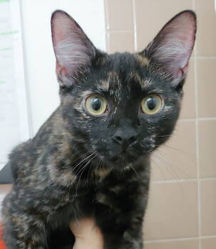 Rescue Domestic Short Hair Cats for Adoption in Pompano Beach, Florida - Cinnamon | PetCurious