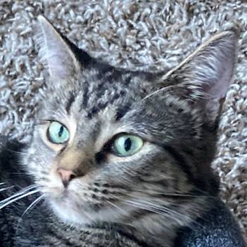 Rescue Domestic Short Hair Cats for Adoption in Falls Church, Virginia - Ratatouille | PetCurious