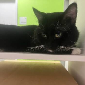 Domestic Long Hair Cats Available for Adoption - Thunder King | PetCurious