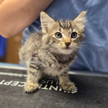 Udon -  Domestic Short Hair Cat for Adoption in Wahiawa, Hawaii - Udon | PetCurious