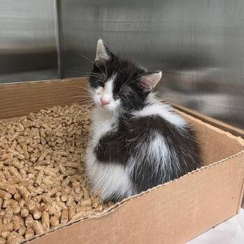 Duck -  Domestic Short Hair Cat for Adoption in Chattanooga, Tennessee - Duck | PetCurious