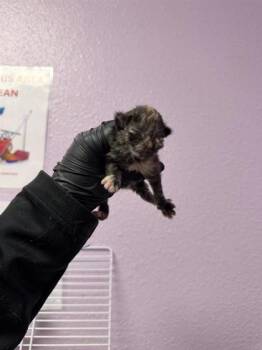 61324021 -  Domestic Short Hair Cat for Adoption in El Paso, Texas - 61324021 | PetCurious