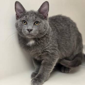 Madeline -  Domestic Short Hair Cat for Adoption in Sarasota, Florida - Madeline | PetCurious