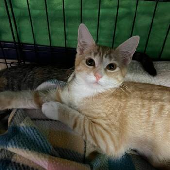 Elliott -  Domestic Short Hair Cat for Adoption in Blasdell, New York - Elliott | PetCurious