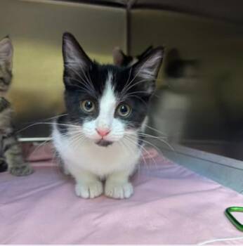 Waterloo -  Domestic Short Hair Cat for Adoption in Merriam, Kansas - Waterloo | PetCurious