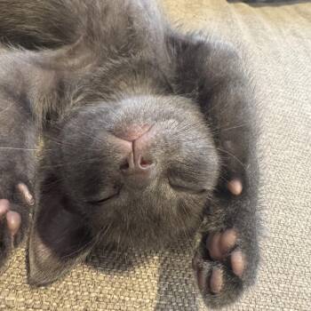 Skipper -  Domestic Short Hair Cat for Adoption in Talent, Oregon - Skipper | PetCurious