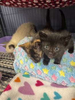 Domestic Short Hair Cats Available for Adoption in Belton, Missouri - Hershey