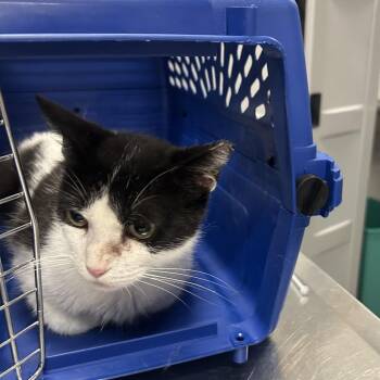 Toaster Strudel -  Domestic Short Hair Cat for Adoption in Dearborn, Michigan - Toaster Strudel | PetCurious