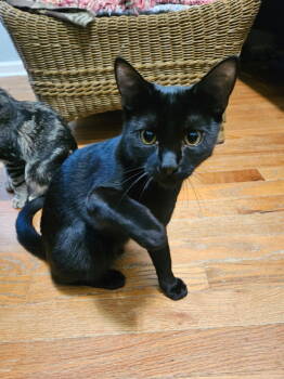 Rescue Domestic Short Hair Cats for Adoption in Salisbury, North Carolina - Ollie | PetCurious