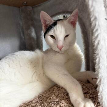 Totoro -  Domestic Short Hair Cat for Adoption in Cumming, Georgia - Totoro | PetCurious