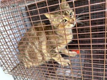 Domestic Short Hair Cats Available for Adoption in Houston, Texas - A654803 | PetCurious