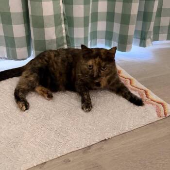 Zora -  Domestic Short Hair Cat for Adoption in Lynchburg, Virginia - Zora | PetCurious