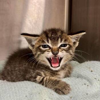 Thunder Puff -  Domestic Short Hair Cat for Adoption in Austin, Texas - Thunder Puff | PetCurious