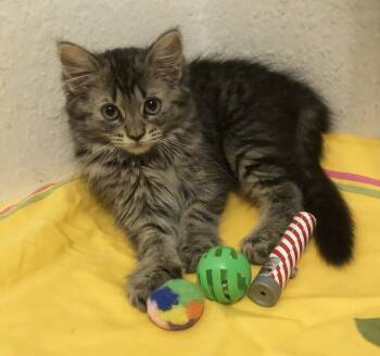 Michaela -  Domestic Medium Hair Cat for Adoption in Mission Viejo, California - Michaela | PetCurious