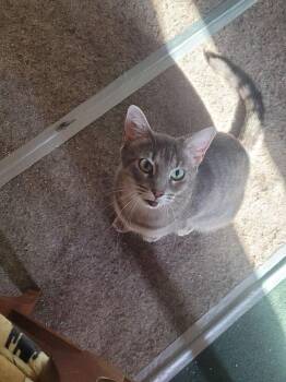 Ribbons  7573 -  Domestic Short Hair Cat for Adoption in Dallas, Texas - Ribbons  7573 | PetCurious