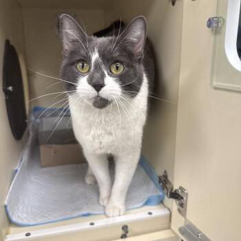 Domestic Short Hair Cats Available for Adoption - Veda | PetCurious