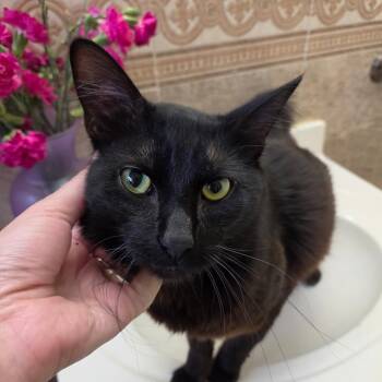 Samson -  Domestic Medium Hair Cat for Adoption in San Antonio, Texas - Samson | PetCurious