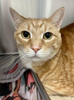 Jude -  Domestic Short Hair Cat for Adoption in Wichita, Kansas - Jude | PetCurious