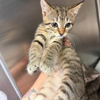 Coco -  Domestic Short Hair Cat for Adoption in Port Charlotte, Florida - Coco | PetCurious