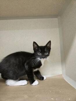 Dior -  Domestic Short Hair Cat for Adoption in Bellevue, Washington - Dior | PetCurious