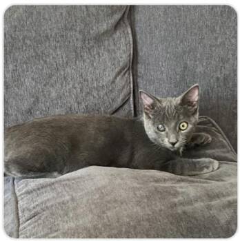 Alexander -  Domestic Short Hair Cat for Adoption in Healdsburg, California - Alexander | PetCurious